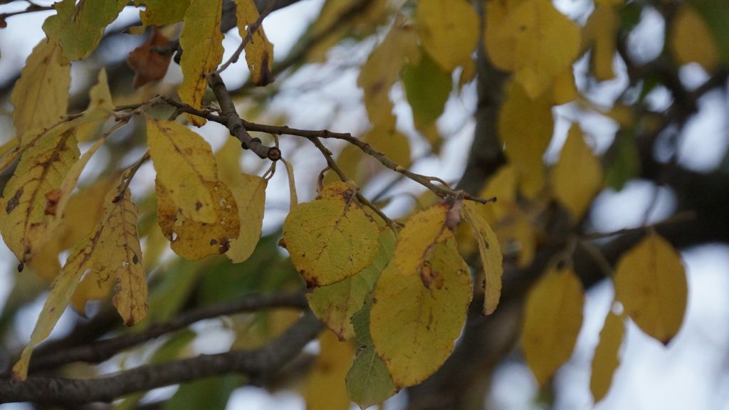 Albero da identificare